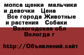 мопса щенки -мальчики и девочки › Цена ­ 25 000 - Все города Животные и растения » Собаки   . Вологодская обл.,Вологда г.